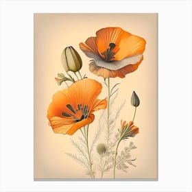 California Poppy Spices And Herbs Retro Drawing 2 Canvas Print