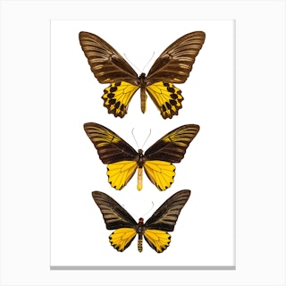 Three Black And Yellow Butterflies Canvas Print