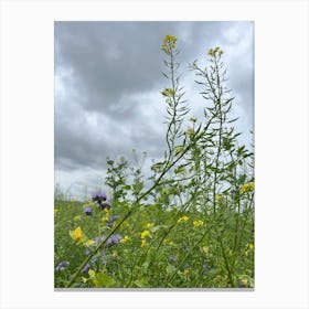 Field Of Wildflowers Canvas Print