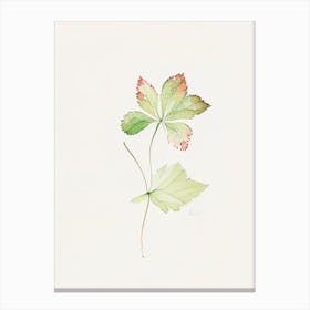 Wild Strawberry Leaf Minimalist Watercolour 2 Canvas Print