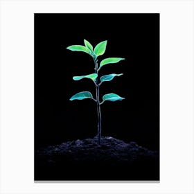 Small Green Plant On Black Background 15 Canvas Print