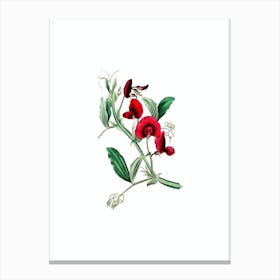 Vintage Tangier Pea Flower Botanical Illustration on Pure White n.0955 Canvas Print