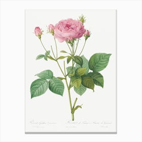 Rosa Gallica Granules, Pierre Joseph Redoute Canvas Print