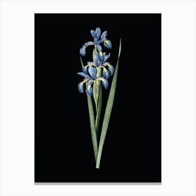 Vintage Blue Iris Botanical Illustration on Solid Black n.0504 Canvas Print