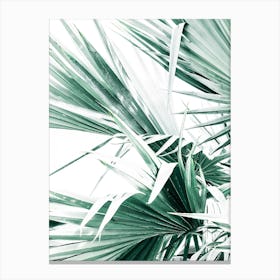 Palm Tree Leaves I Canvas Print