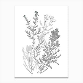 Thyme Herb William Morris Inspired Line Drawing 2 Canvas Print
