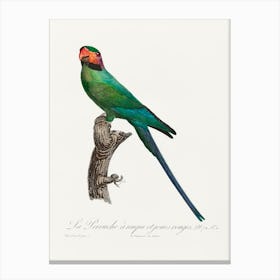 The Blossom Headed Parakeet With Red Cheeks From Natural History Of Parrots, Francois Levaillant Canvas Print