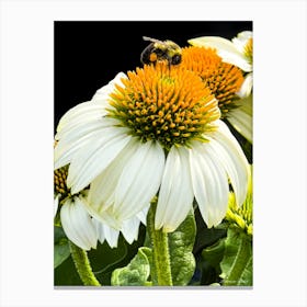 Bee On A Flower Canvas Print