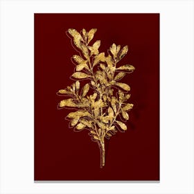 Vintage Bog Myrtle Botanical in Gold on Red n.0519 Canvas Print