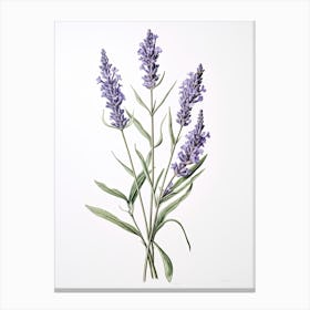 Lavender Vintage Botanical Herbs 0 Canvas Print