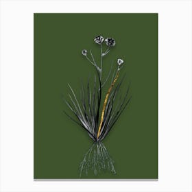 Vintage Blue CornLily Black and White Gold Leaf Floral Art on Olive Green n.0319 Canvas Print