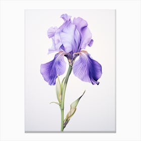 Irises Flower Vintage Botanical 0 Canvas Print