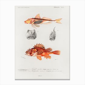 Different Types Of Fishes, Charles Dessalines D'Orbigny 2 Canvas Print