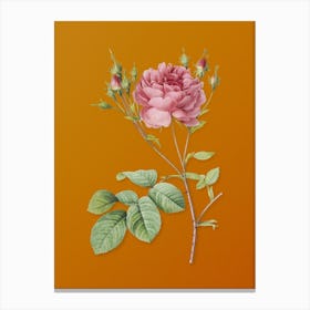 Vintage Pink Cumberland Rose Botanical on Sunset Orange n.0576 Canvas Print