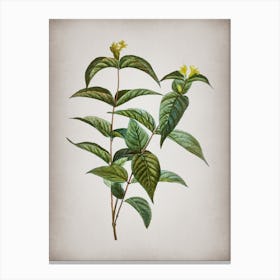 Vintage Northern Bush Honeysuckle Flowers Botanical on Parchment n.0619 Canvas Print