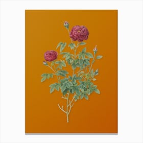 Vintage Burgundy Cabbage Rose Botanical on Sunset Orange n.0898 Canvas Print