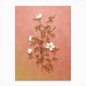 Vintage Hedge Rose Botanical Art on Peach Pink n.0966 Canvas Print