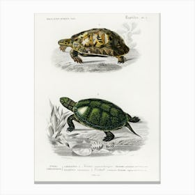 Tortoises (Testudo) And Pond Turtle (Emys Orbicularis), Charles Dessalines D' Orbigny Canvas Print