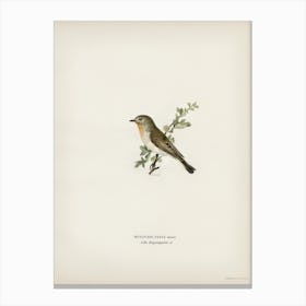 Red Breasted Flycatcher, The Von Wright Brothers Canvas Print