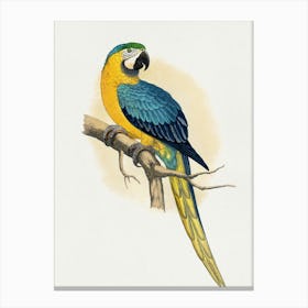 Parrot On A Branch 4 Canvas Print