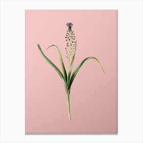 Vintage Grape Hyacinth Botanical on Soft Pink n.0336 Canvas Print