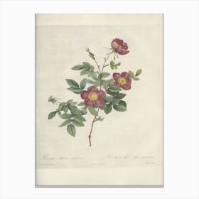 Rose Illustration, Pierre Joseph Redoute, Pierre Joseph Redoute(130) Canvas Print