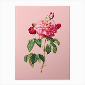 Vintage Duchess of Orleans Rose Botanical on Soft Pink n.0181 Canvas Print