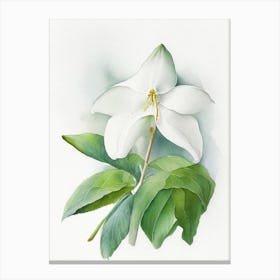 White Trillium Wildflower Watercolour 1 Canvas Print