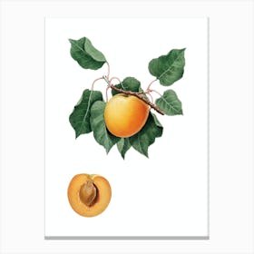 Vintage German Apricot Botanical Illustration on Pure White n.0548 Canvas Print