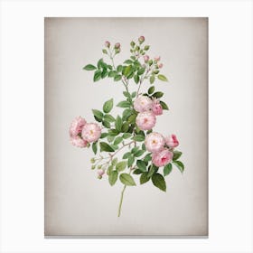 Vintage Pink Baby Roses Botanical on Parchment n.0555 Canvas Print