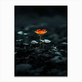 Single Flower In The Dark 101 Canvas Print