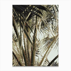 Palm Leaves_2192471 Canvas Print