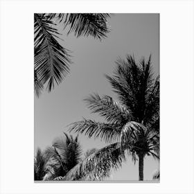 Tropical Palm Trees In Black And White Canvas Print
