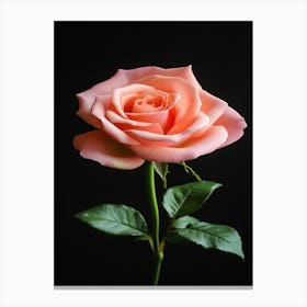 Pink Rose On Black Background 10 Canvas Print