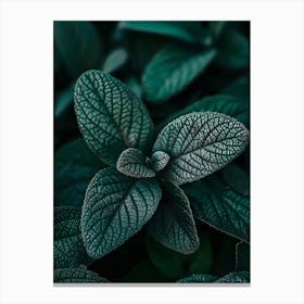 Dark Green Leaves Canvas Print