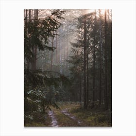 Rainy Wet Forest Canvas Print