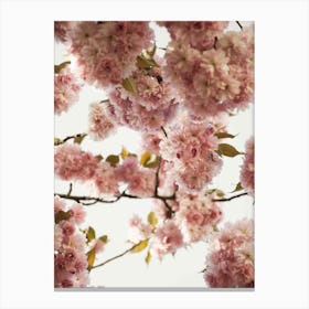 Blush Spring Love Canvas Print