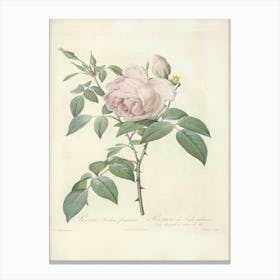 Rose Illustration, Pierre Joseph Redoute (48) Canvas Print