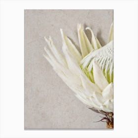 Protea Flower Detail Canvas Print