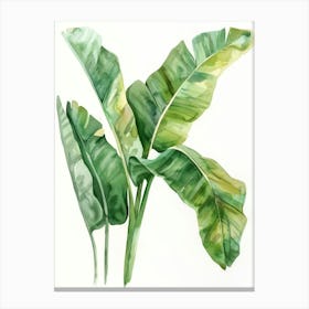 Banana Leaf Watercolor Painting 1 Canvas Print