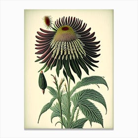 Coneflower Wildflower Vintage Botanical 2 Canvas Print