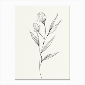 Tulip Drawing Canvas Print