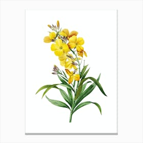 Vintage Cheiranthus Flower Botanical Illustration on Pure White n.0122 Canvas Print