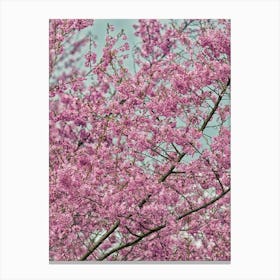 Pink Blossom Tree Canvas Print