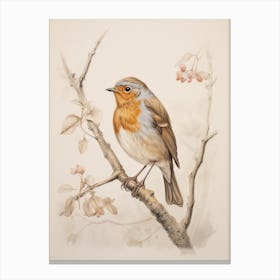 Vintage Bird Drawing Robin Canvas Print