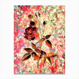 Impressionist Common Rose of India Botanical Painting in Blush Pink and Gold Canvas Print