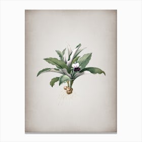 Vintage Kaempferia Angustifolia Botanical on Parchment n.0330 Canvas Print