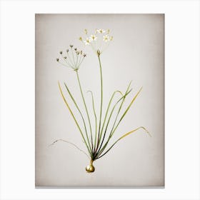 Vintage Allium Straitum Botanical on Parchment n.0166 Canvas Print