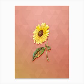 Vintage California Sunflower Botanical Art on Peach Pink n.0816 Canvas Print