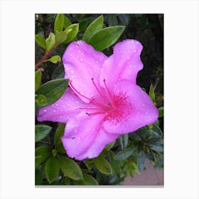 Floral Garden in Kodaikanal, India. Photograph 24 Canvas Print